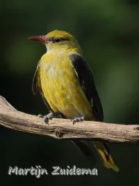 Wielewalen [Oriolidae]